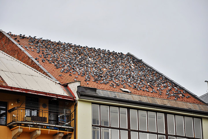A2B Pest Control are able to install spikes to deter birds from roofs in Conwy. 