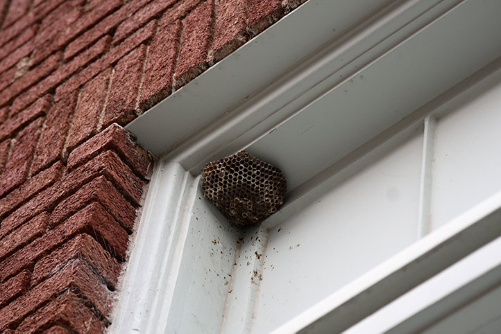 We provide a wasp nest removal service for domestic and commercial properties in Conwy.